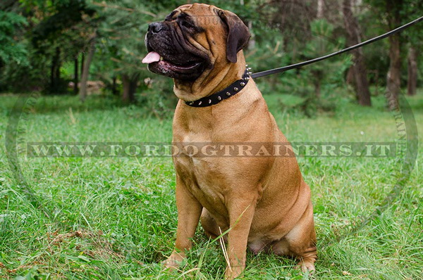 Bullmastiff con collare di cuoio